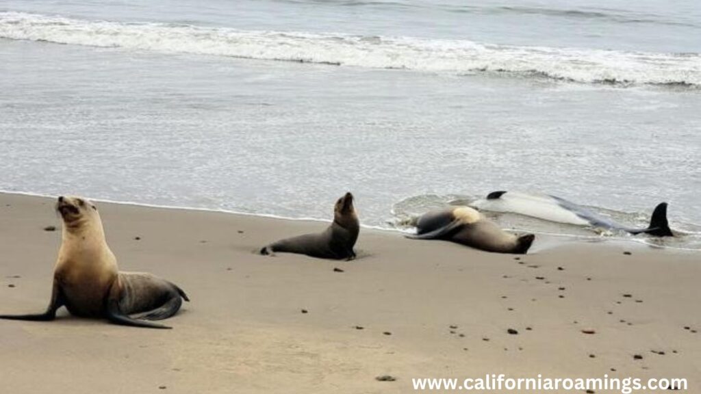 Sea Lion Spotting and Tide Pooling